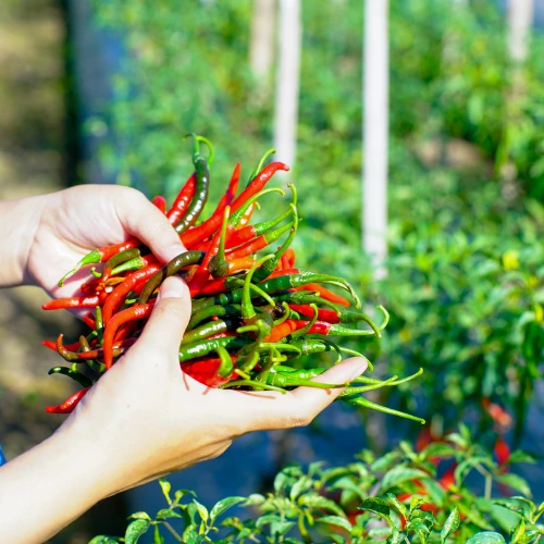 Two hands holding a bunch of cayenne pepper